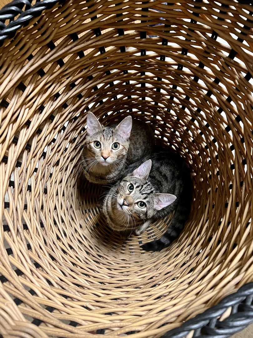 Beau and Russ (Bonded Pair) photo 4