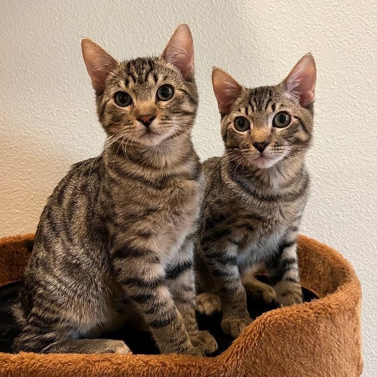 Beau and Russ (Bonded Pair) photo 3