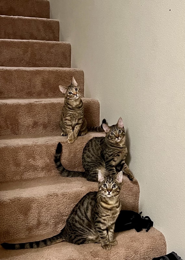 Beau and Russ (Bonded Pair) photo 5
