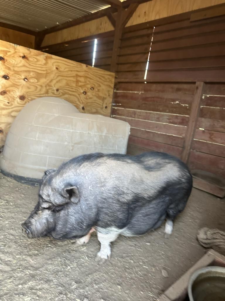 Sassy, ADOPTABLE, Adult Female Pig.