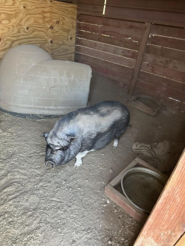 Enlarge Sassy, a ADOPTABLE Pig in Frazier Park, CA image 4/4