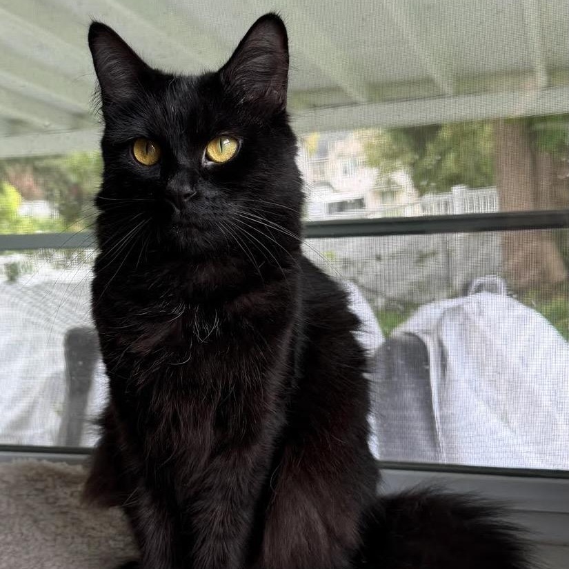 Raven, Adoptable, Young Female Domestic Long Hair.