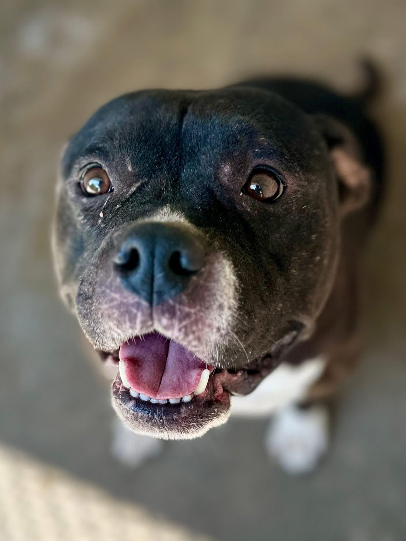Enlarge Sugar, an adopted Pit Bull Terrier in Sherman, TX image 1/1