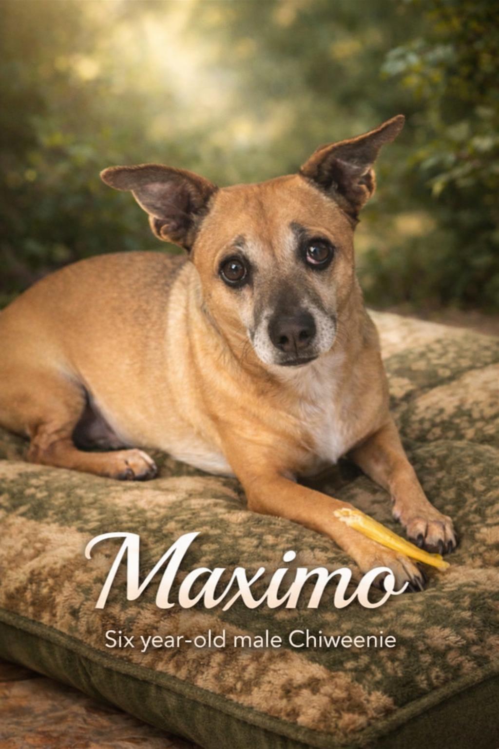 MAXIMO – 6 YEAR OLD MALE CHIWEENIE@ PETCO, 5011 E. RAY ROAD, PHX 85044 ON SATURDAY, FEB 21ST, 11-2, an adopted Chiweenie in Mesa, AZ image 1/2