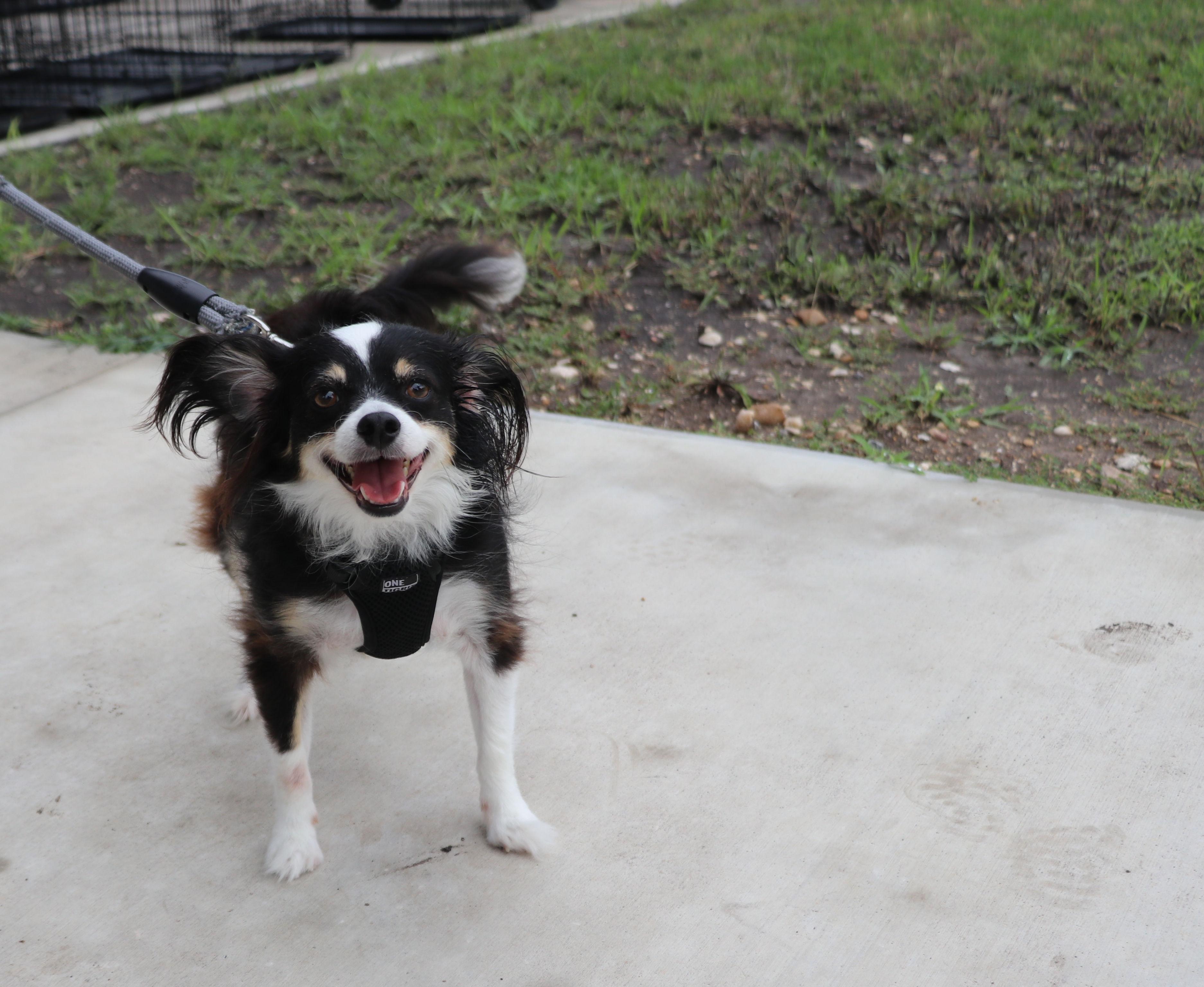 Enlarge Jake Papillon, an adopted Papillon in Cape Neddick, ME image 4/6