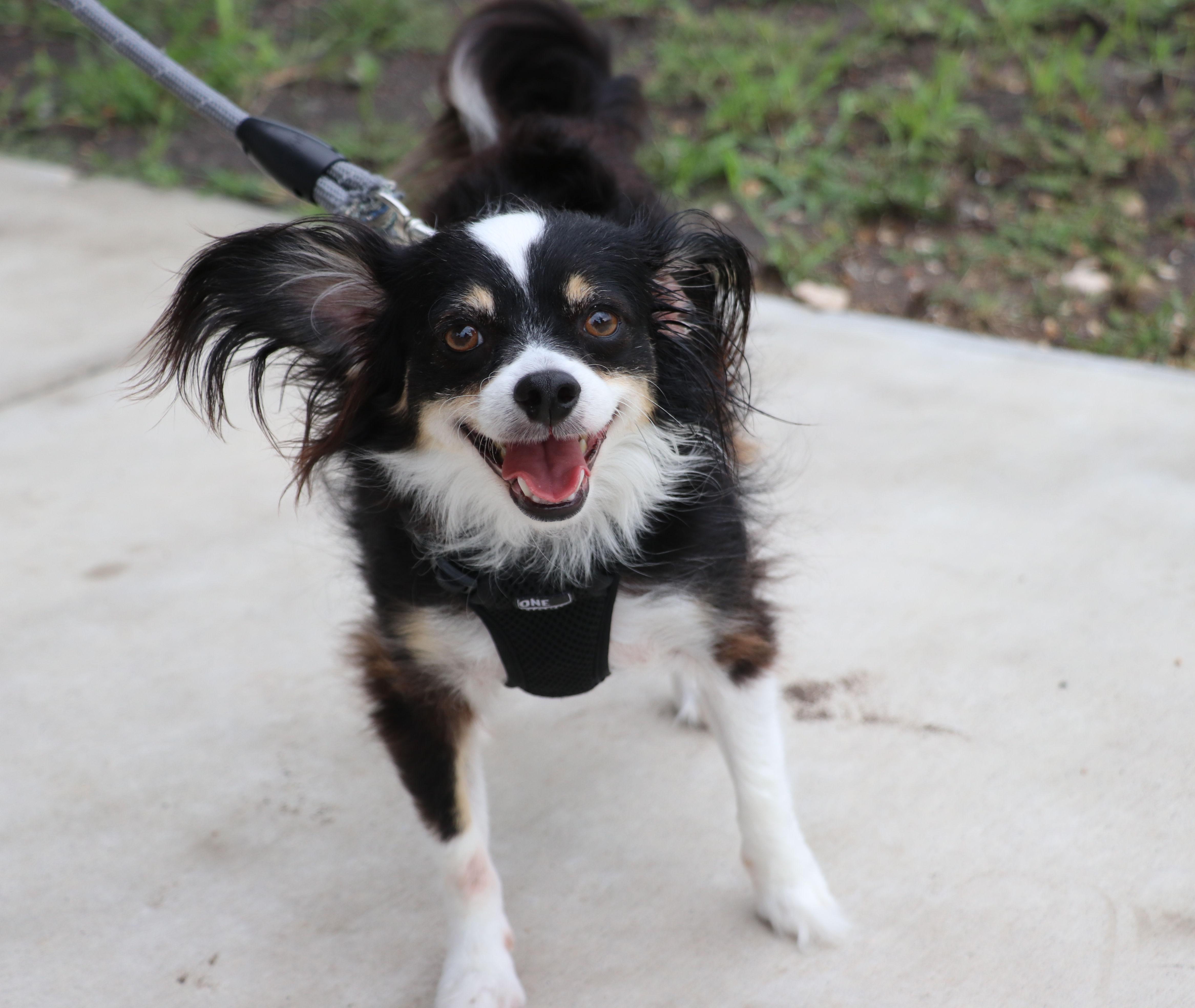 Enlarge Jake Papillon, an adopted Papillon in Cape Neddick, ME image 1/6