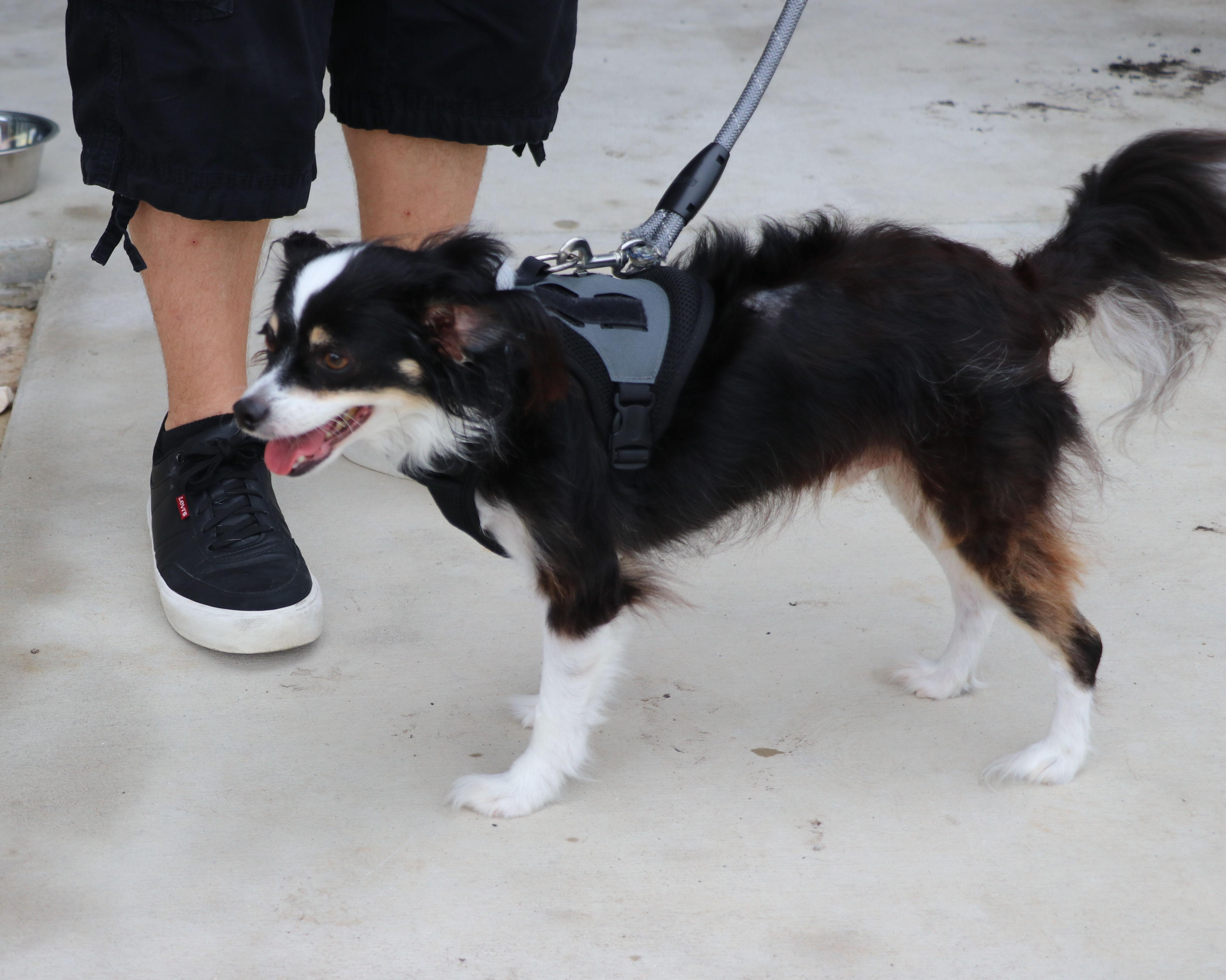 Enlarge Jake Papillon, an adopted Papillon in Cape Neddick, ME image 6/6