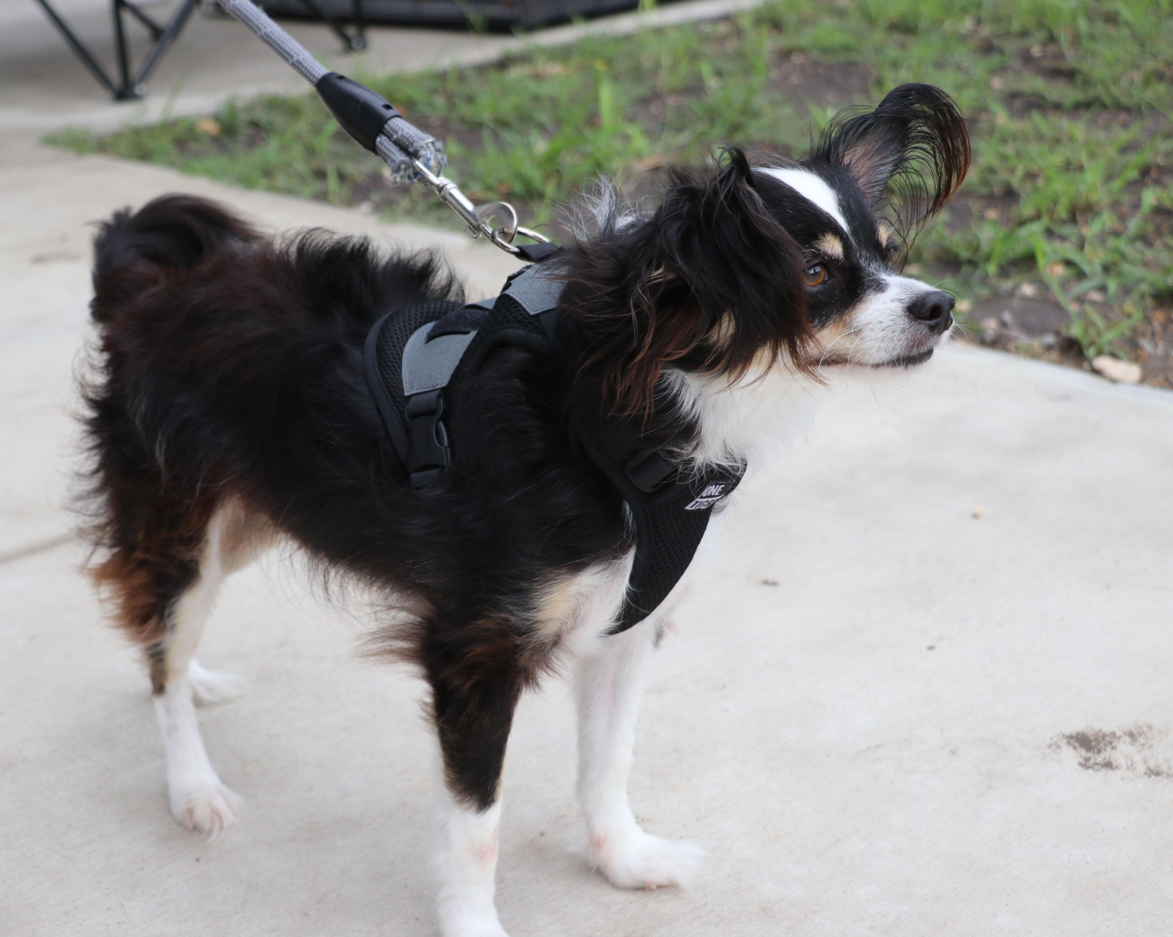 Enlarge Jake Papillon, an adopted Papillon in Cape Neddick, ME image 2/6