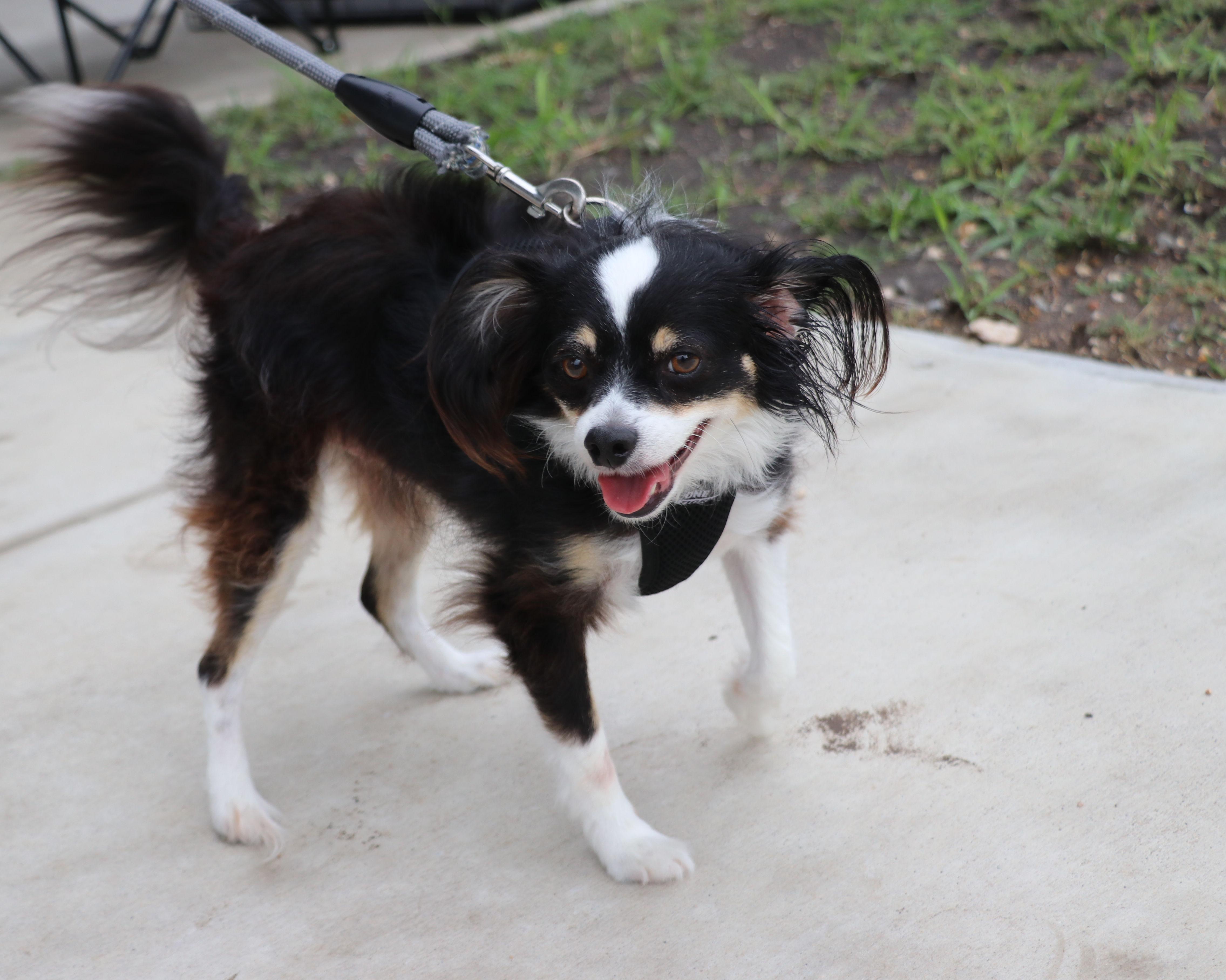 Enlarge Jake Papillon, an adopted Papillon in Cape Neddick, ME image 5/6