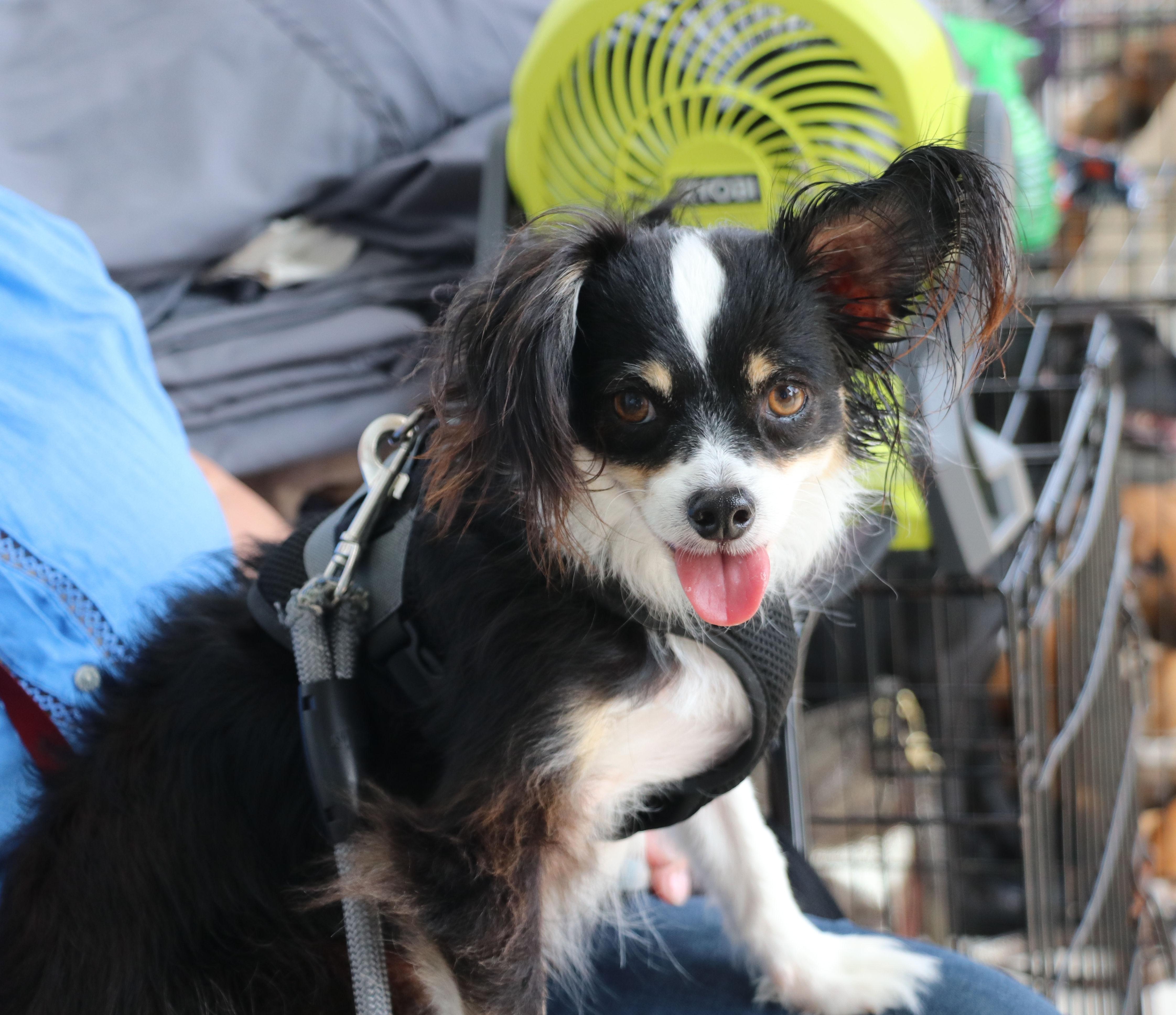Enlarge Jake Papillon, an adopted Papillon in Cape Neddick, ME image 3/6