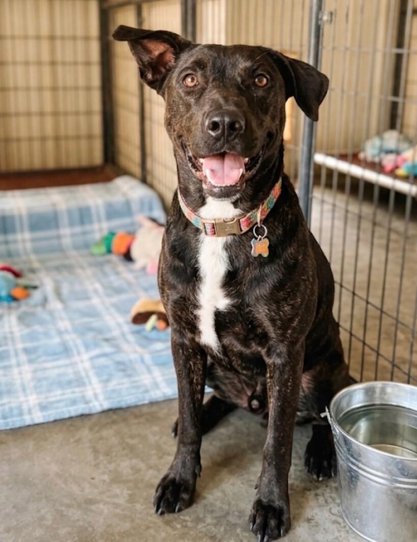 Simba, a Adoptable mixed breed in Windsor, CO image 3/4