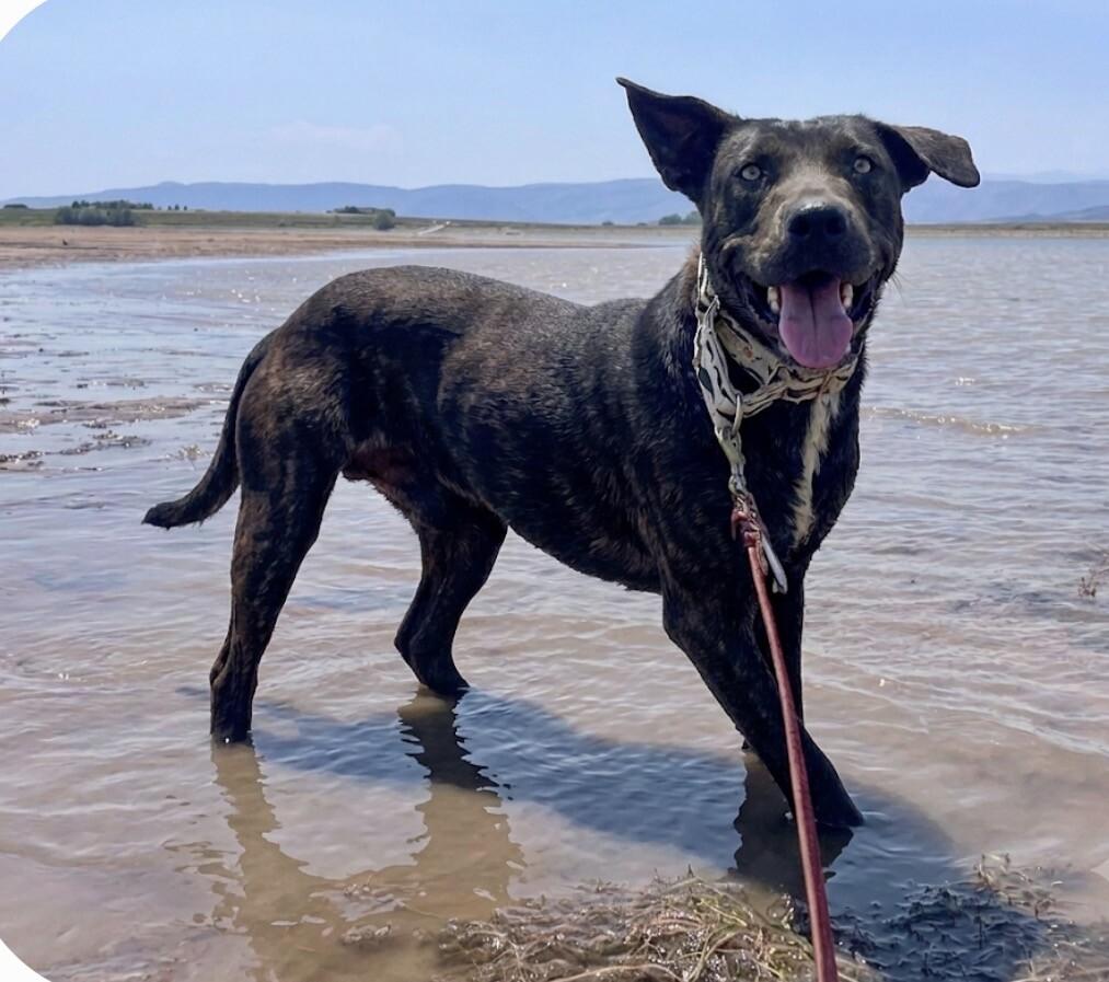 Simba, a Adoptable mixed breed in Windsor, CO image 4/4