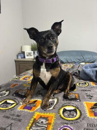 Enlarge Tolas IN FOSTER, a Adoptable mixed breed in New Orleans, LA image 1/3