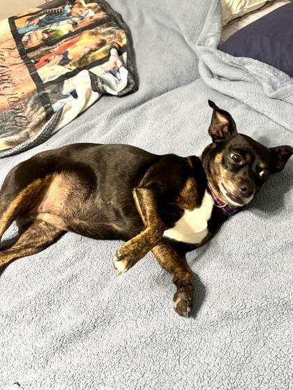 Enlarge Tolas IN FOSTER, a Adoptable mixed breed in New Orleans, LA image 1/3