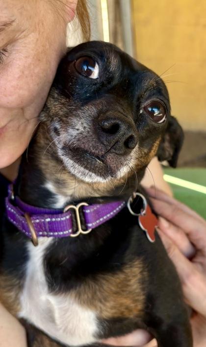 Tolas, Adoptable, Adult Female Chihuahua & Mixed Breed.