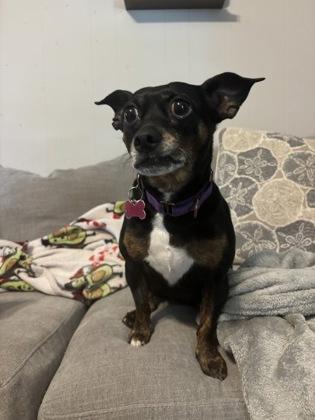Tolas IN FOSTER, Adoptable, Adult Female Chihuahua & Mixed Breed.