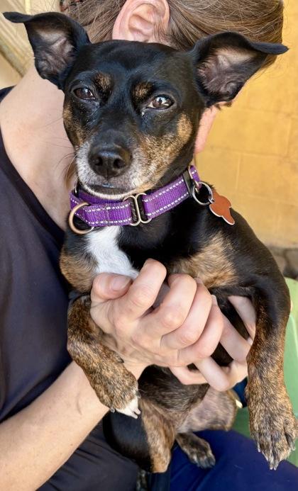 Enlarge Tolas IN FOSTER, a Adoptable mixed breed in New Orleans, LA image 2/3