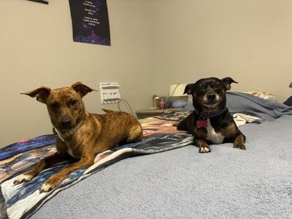 Enlarge Tolas IN FOSTER, a Adoptable mixed breed in New Orleans, LA image 2/3
