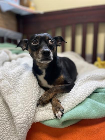 Enlarge Tolas IN FOSTER, a Adoptable mixed breed in New Orleans, LA image 3/3