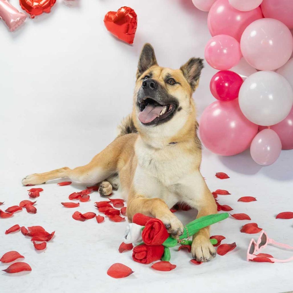 Randy, Adoptable, Adult Male German Shepherd Dog.