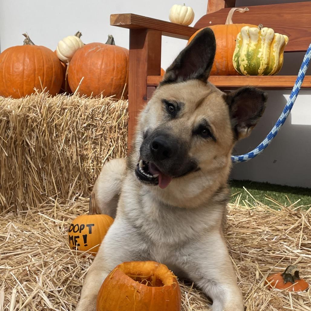 Enlarge Randy, a Adoptable German Shepherd Dog in Hawthorne, CA image 3/6