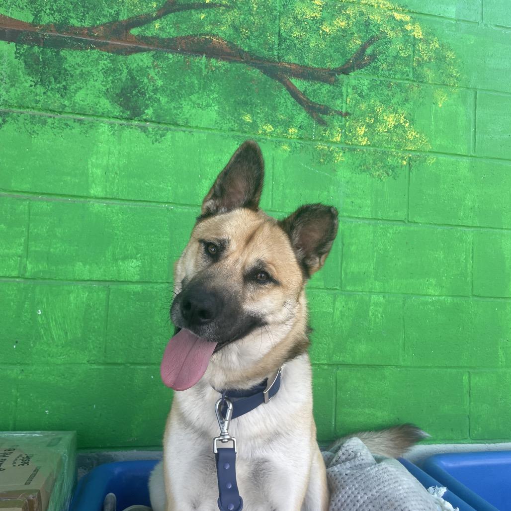 Enlarge Randy, a Adoptable German Shepherd Dog in Hawthorne, CA image 6/6