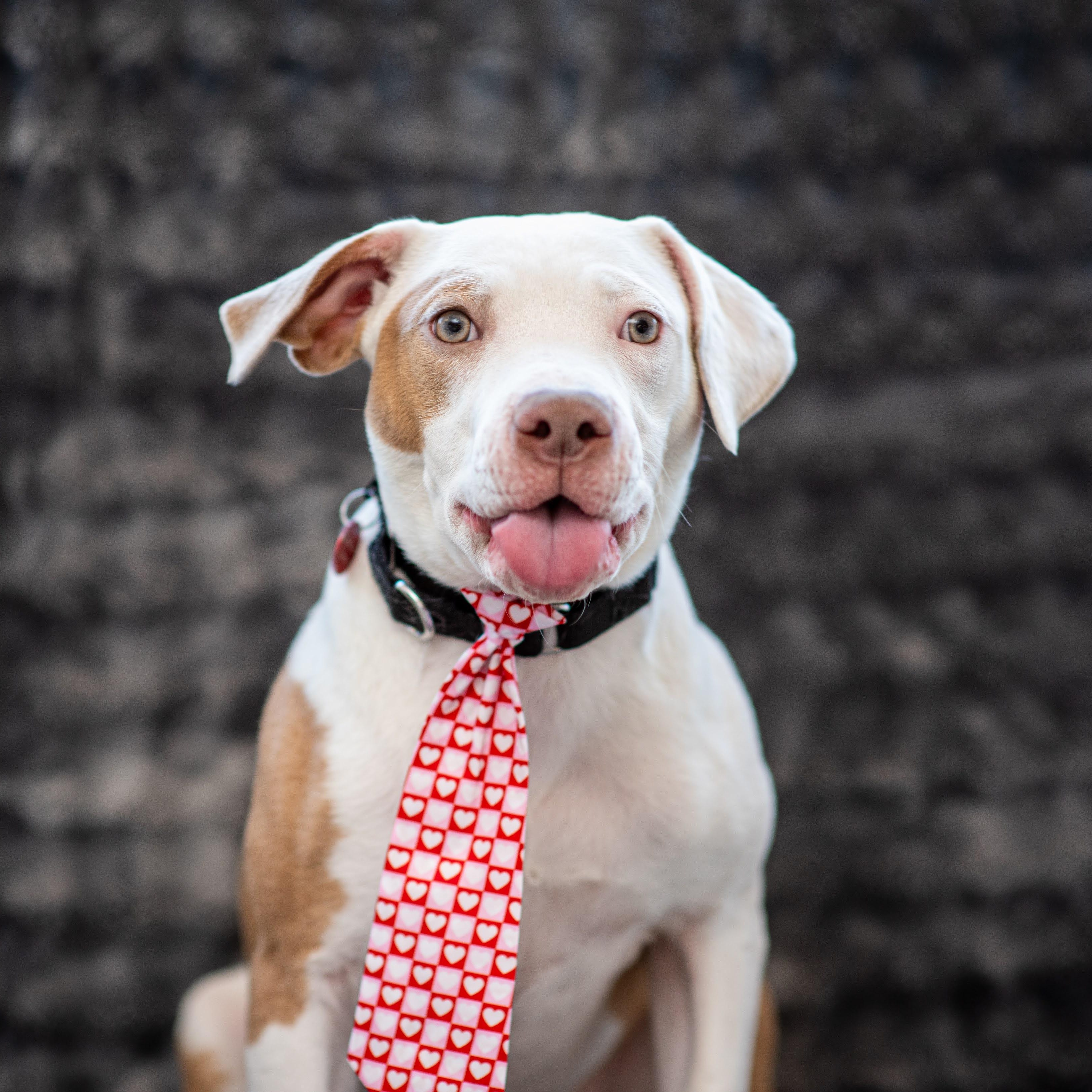 Queso, ADOPTABLE, Young Male American Bulldog & American Bully.