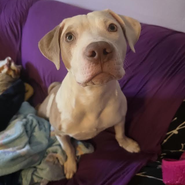 Enlarge Queso, a ADOPTABLE mixed breed in Midlothian, VA image 3/6