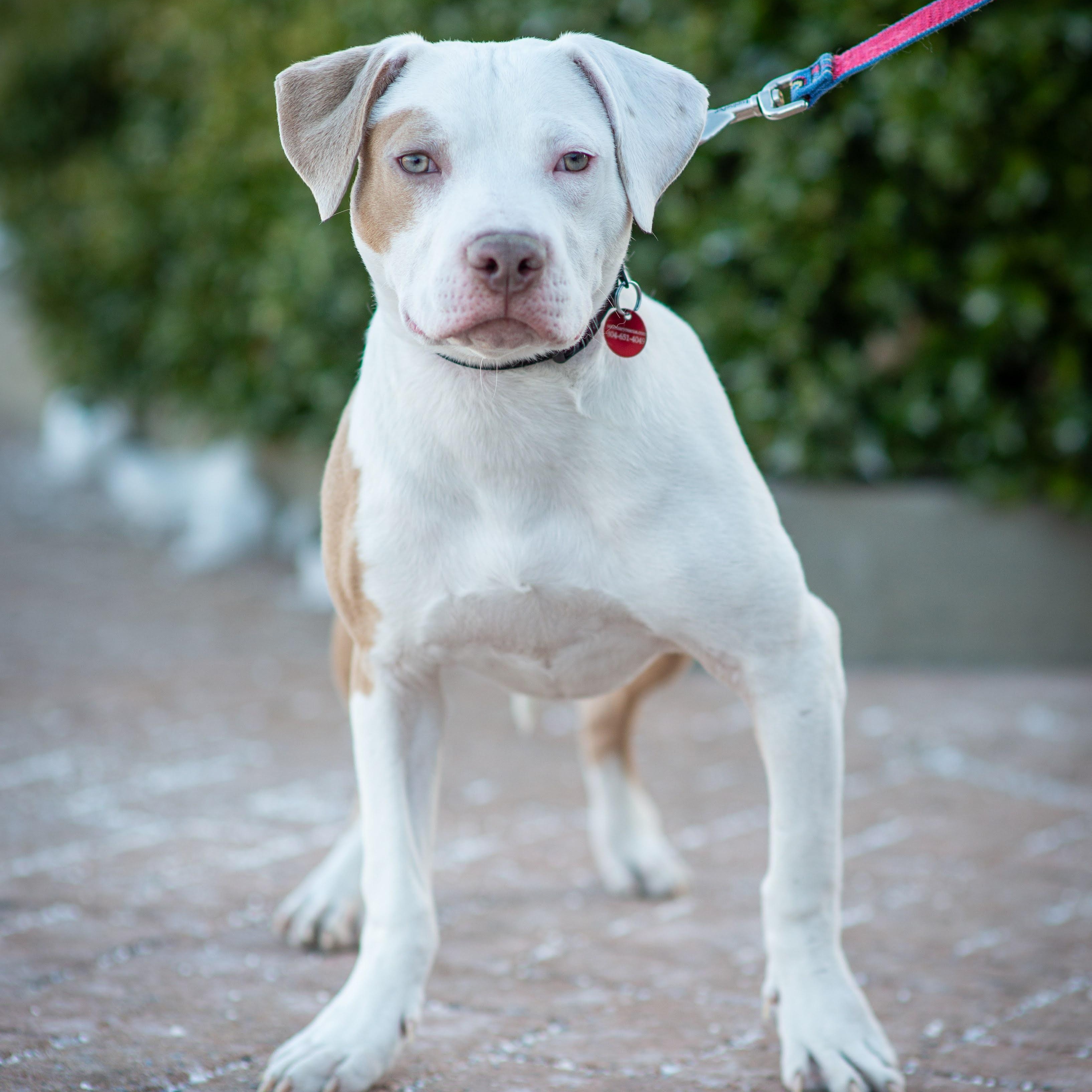 Enlarge Queso, a ADOPTABLE mixed breed in Midlothian, VA image 2/6