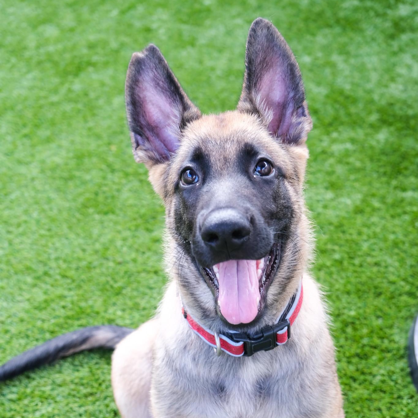 Russett, Adoptable, Young Male Belgian Shepherd / Malinois.