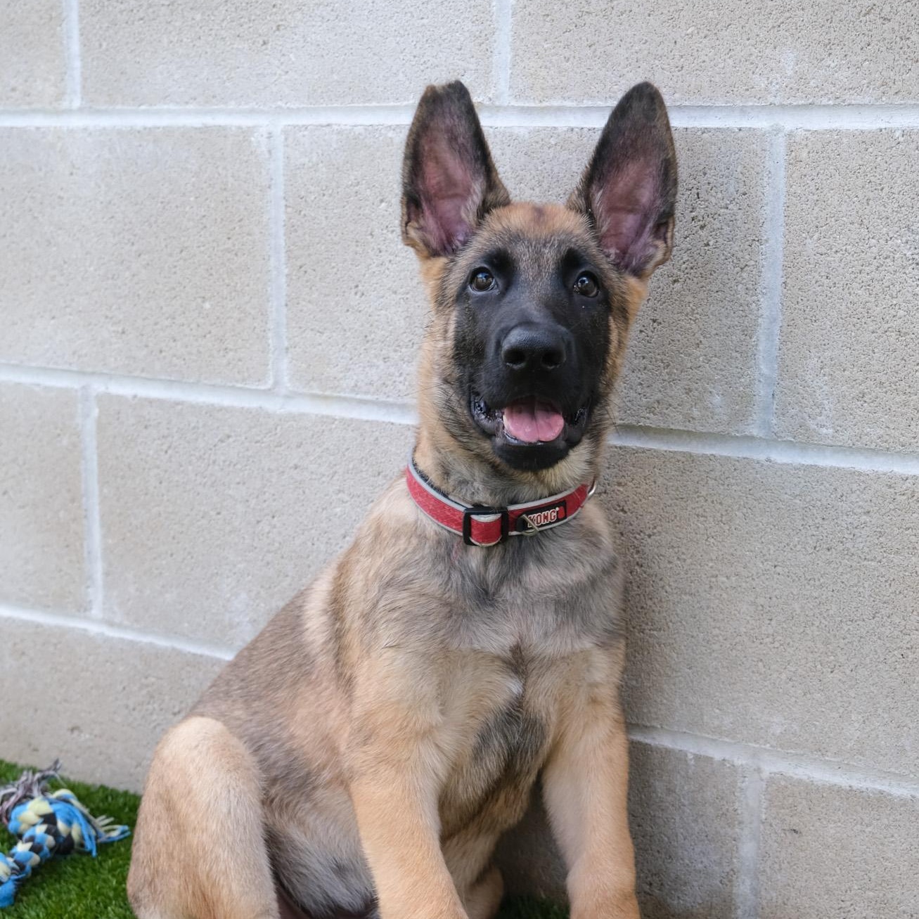 Enlarge Russett, a Adoptable Belgian Shepherd / Malinois in Newport Beach, CA image 6/6