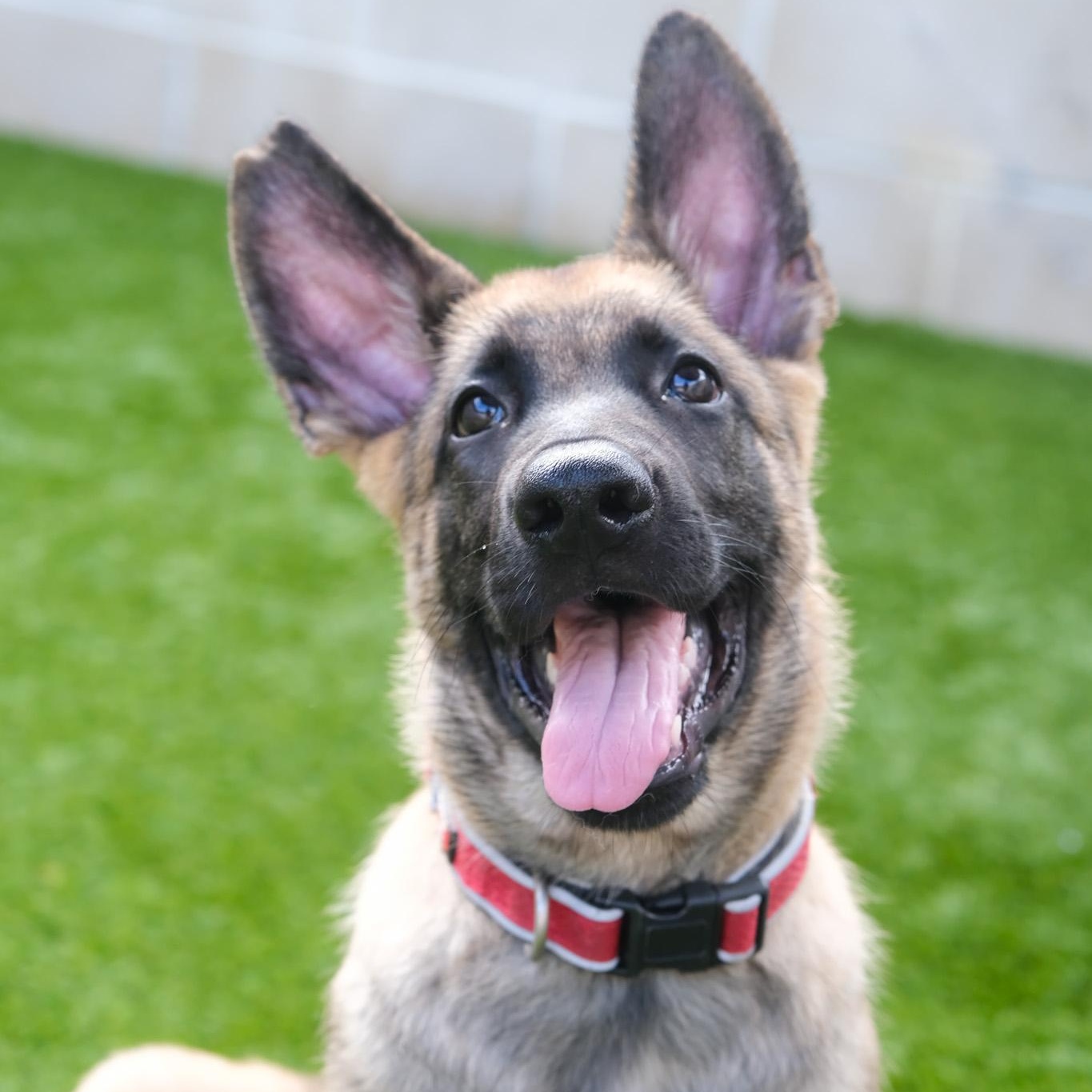 Enlarge Russett, a Adoptable Belgian Shepherd / Malinois in Newport Beach, CA image 2/6
