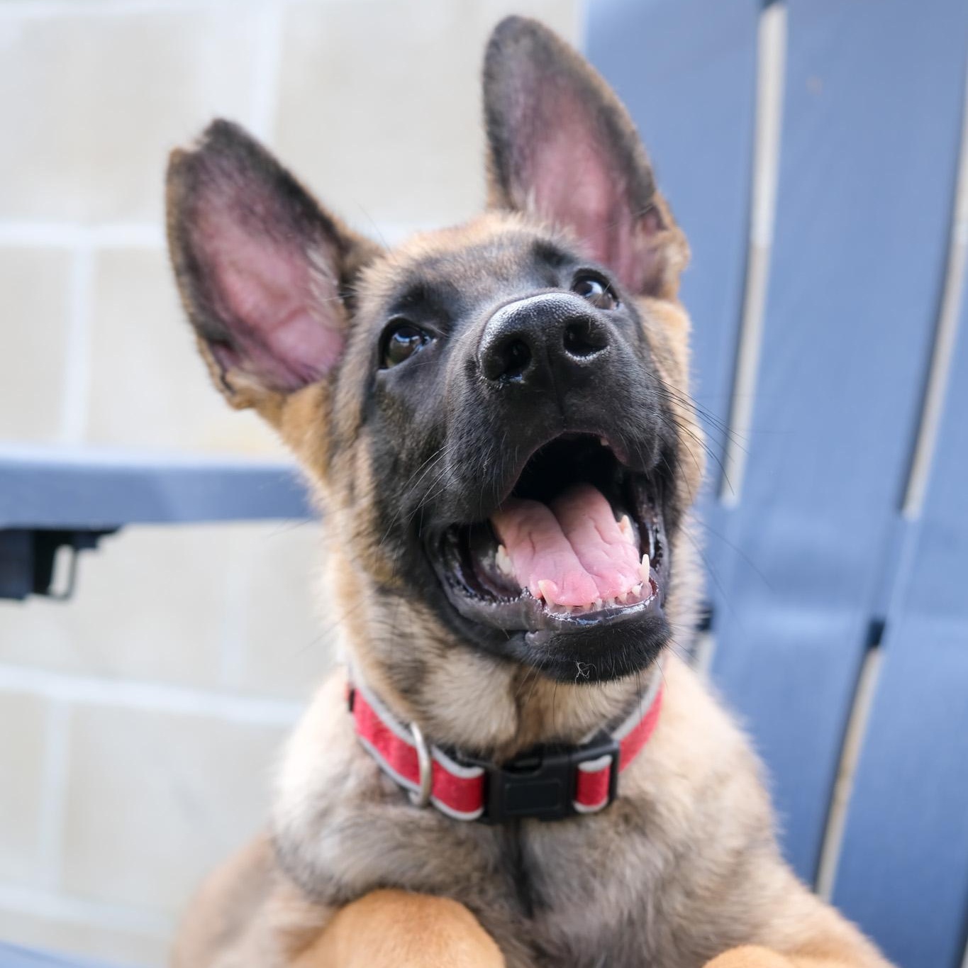 Enlarge Russett, a Adoptable Belgian Shepherd / Malinois in Newport Beach, CA image 5/6