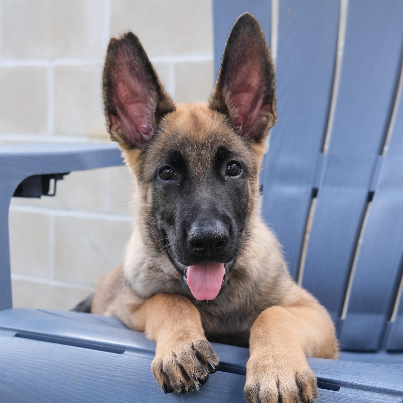 Enlarge Russett, a Adoptable Belgian Shepherd / Malinois in Newport Beach, CA image 4/6