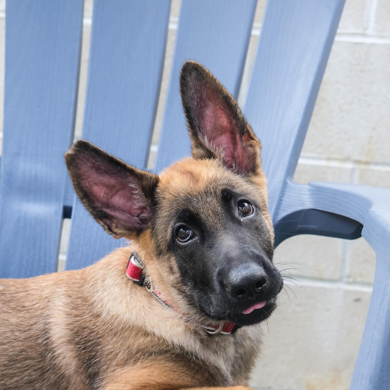 Enlarge Russett, a Adoptable Belgian Shepherd / Malinois in Newport Beach, CA image 3/6