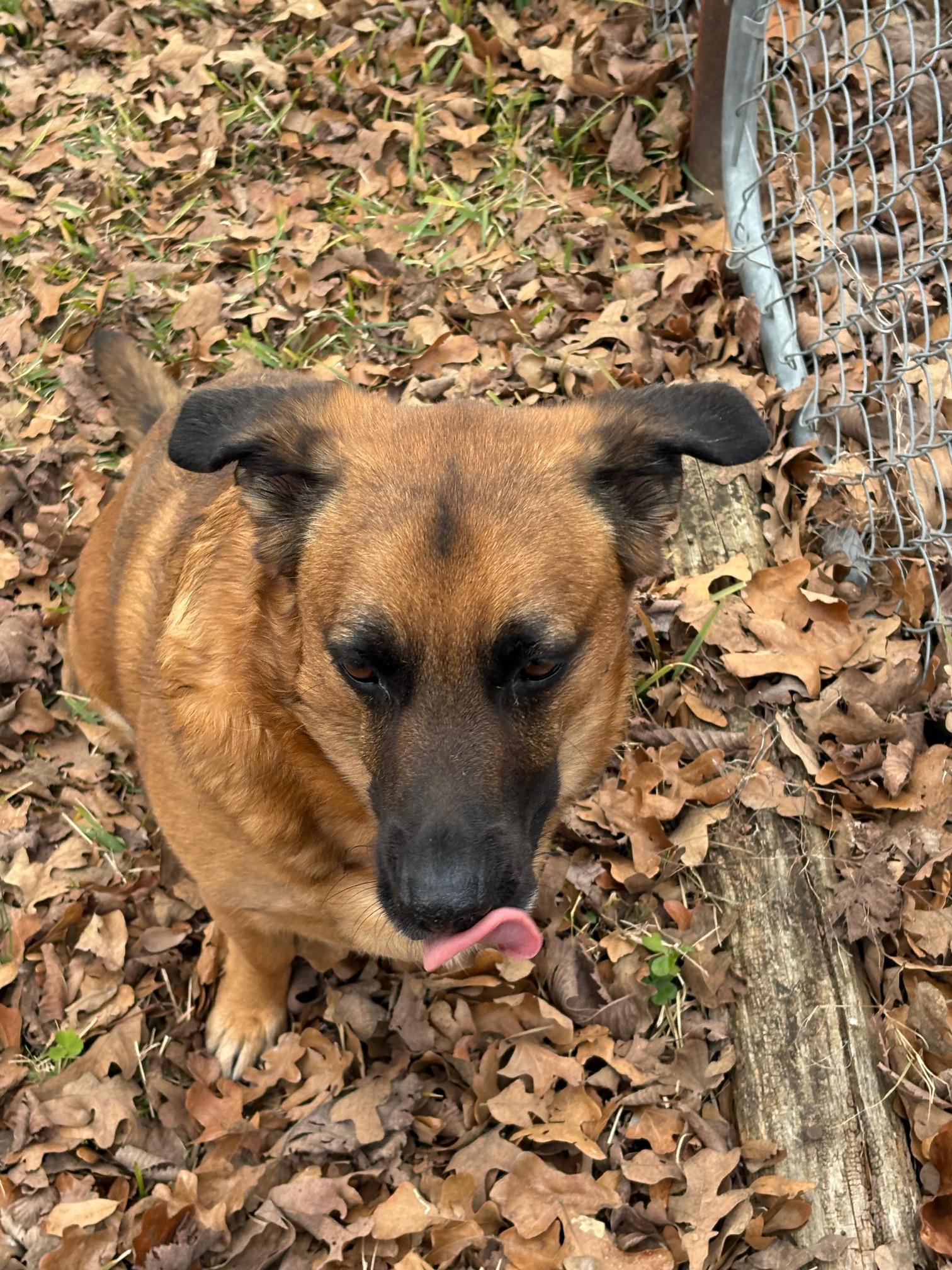 Enlarge Kane, a Adoptable mixed breed in Wills Point, TX image 3/6