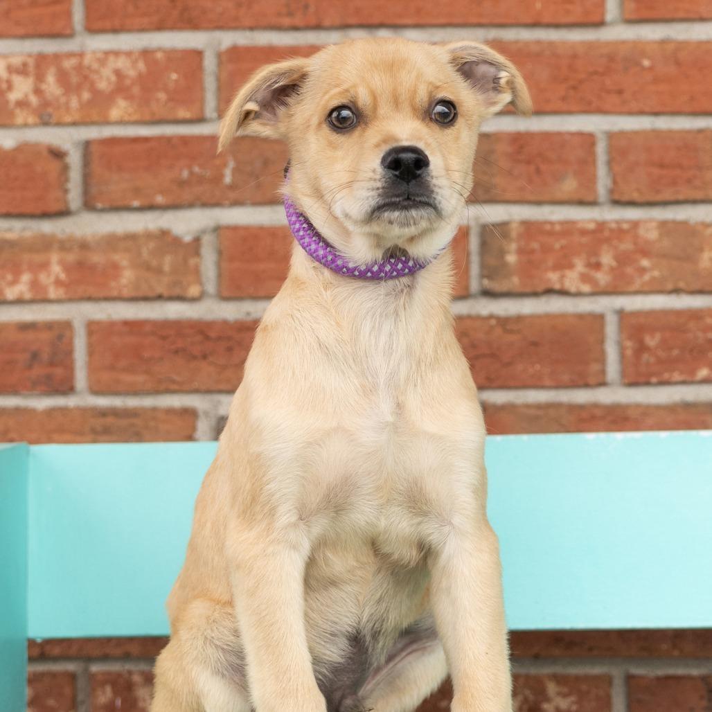 Enlarge Yugi, a ADOPTABLE Mixed Breed in Cape Girardeau, MO image 1/1