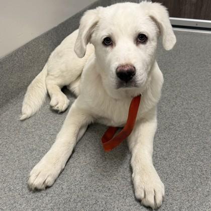 Dolly, Adoptable, Puppy Female Great Pyrenees & Mixed Breed.