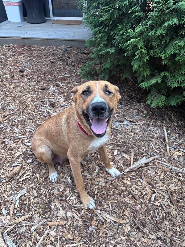 Nessa, Adoptable, Adult Female German Shepherd Dog & Mixed Breed.
