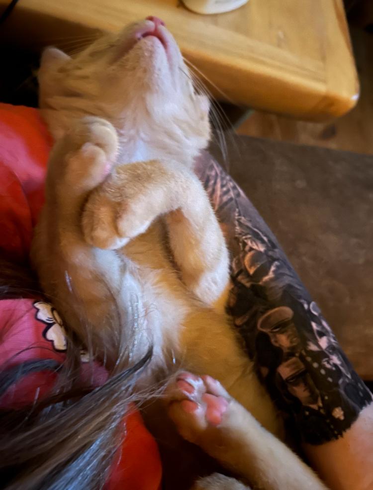 CHAI the ADORABLE KITTEN