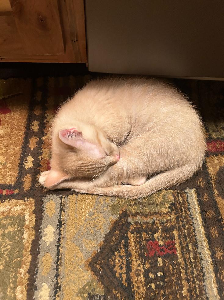 CHAI the ADORABLE KITTEN