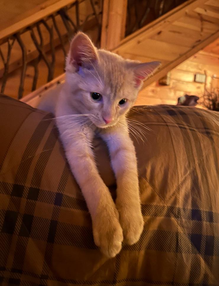 CHAI the ADORABLE KITTEN