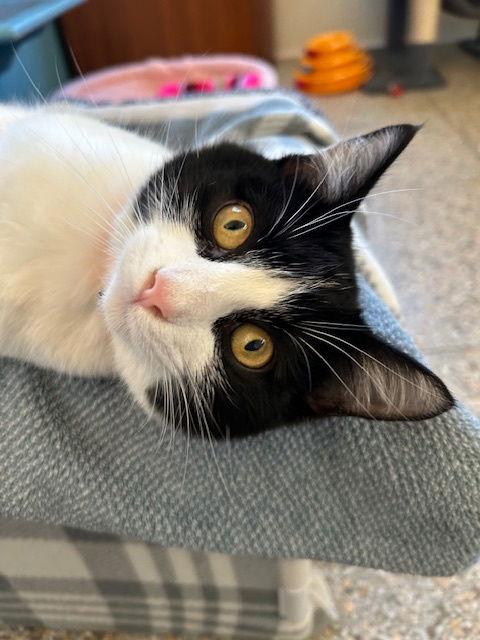 Pepe, Adoptable, Young Male Domestic Short Hair.