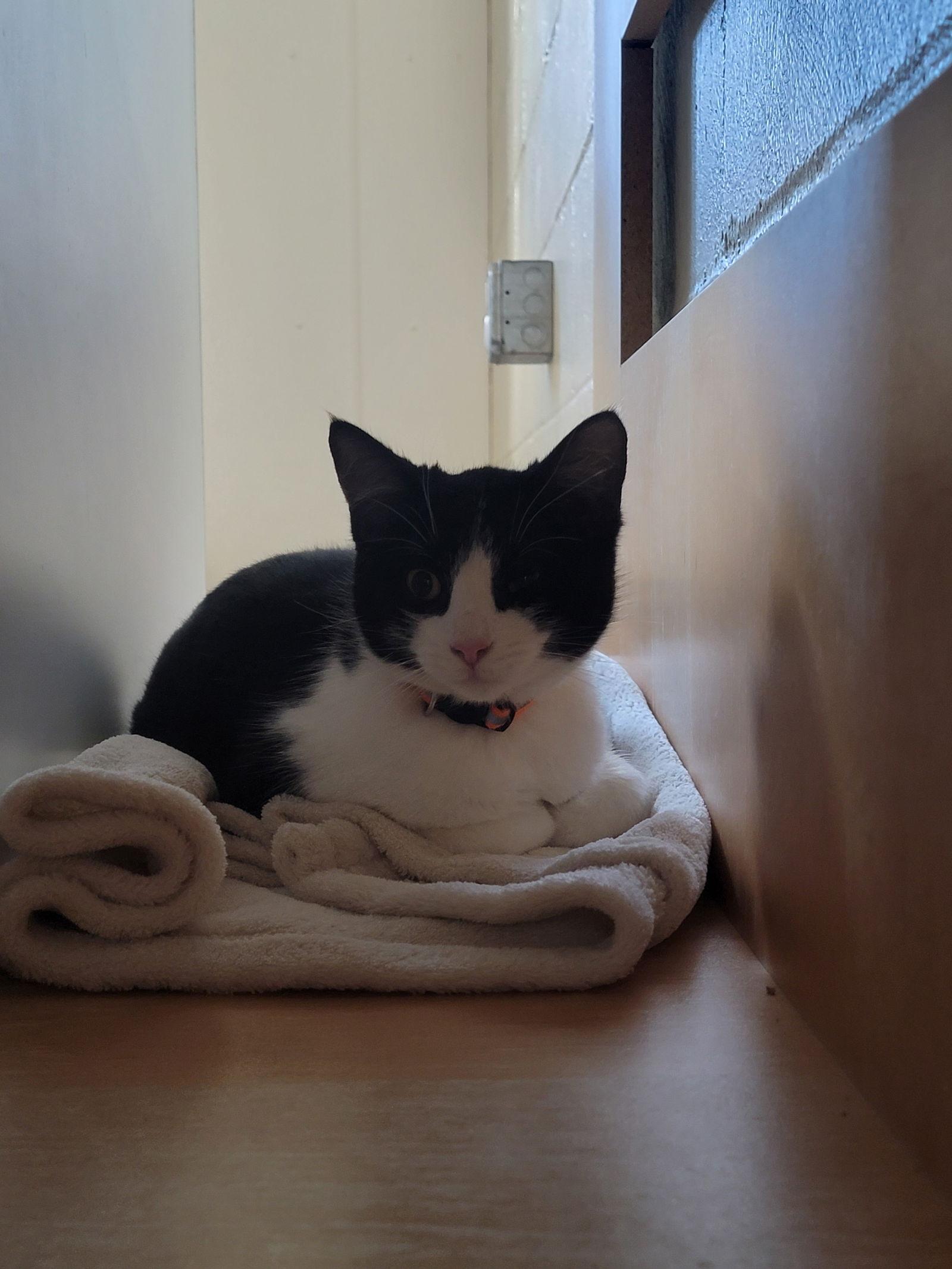 Pepe, a Adoptable Domestic Short Hair in Williamsburg, IA image 1/3