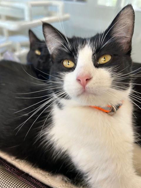 Pepe, a Adoptable Domestic Short Hair in Williamsburg, IA image 3/3