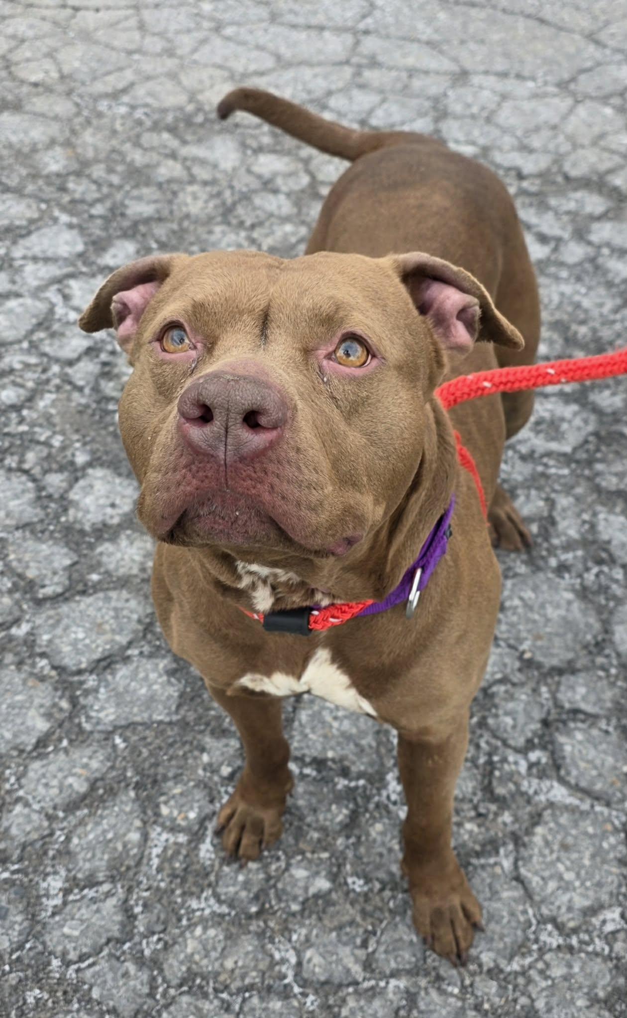 Enlarge Dakota, a ADOPTABLE Terrier in North Syracuse, NY image 3/4