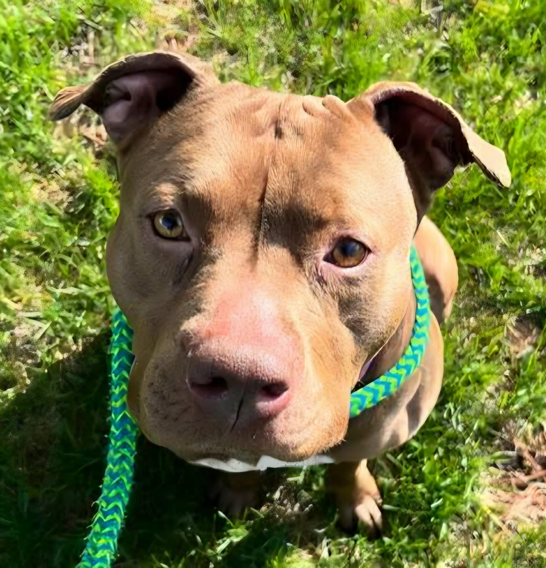 Dakota, ADOPTABLE, Young Female Terrier.