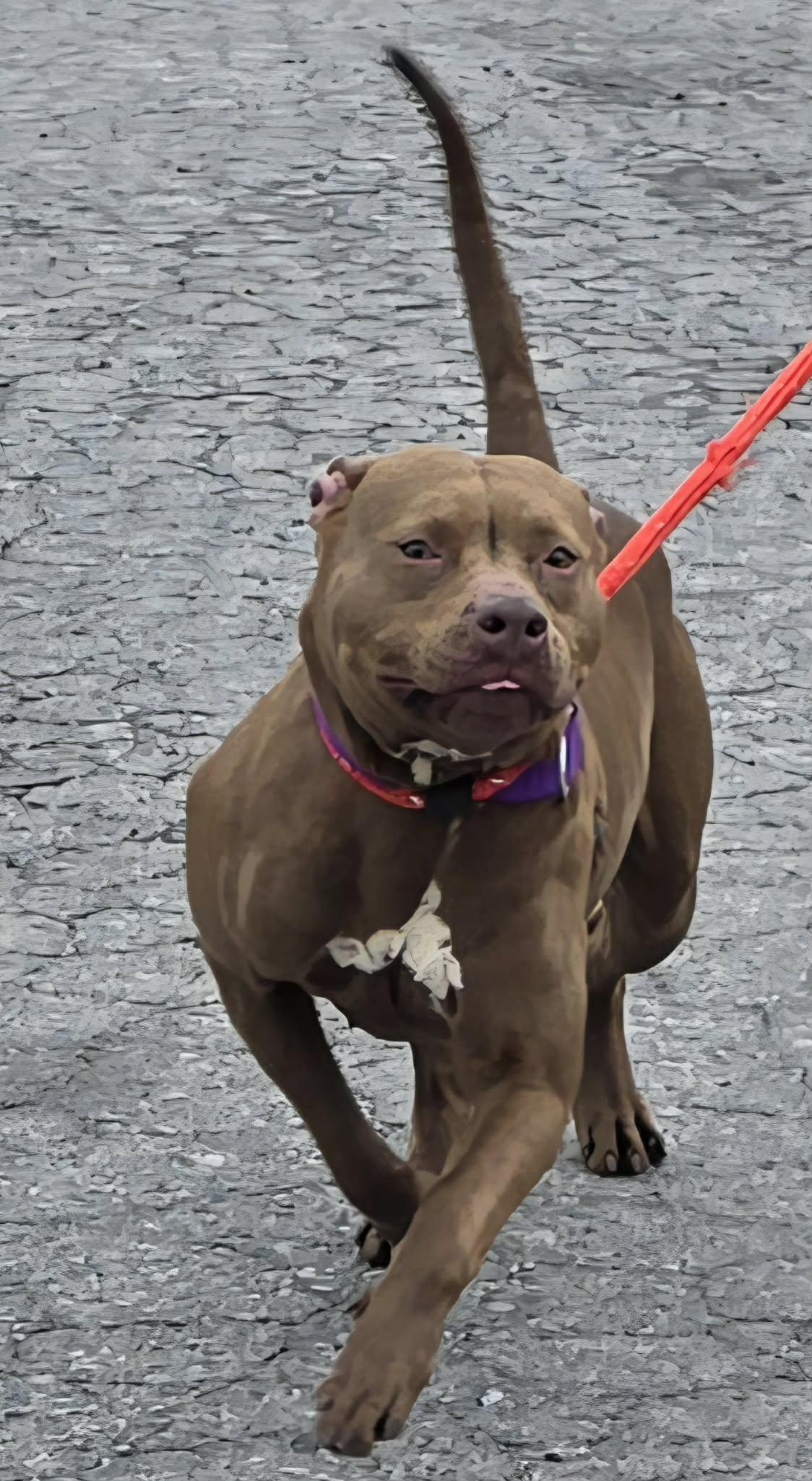 Enlarge Dakota, a ADOPTABLE Terrier in North Syracuse, NY image 4/4