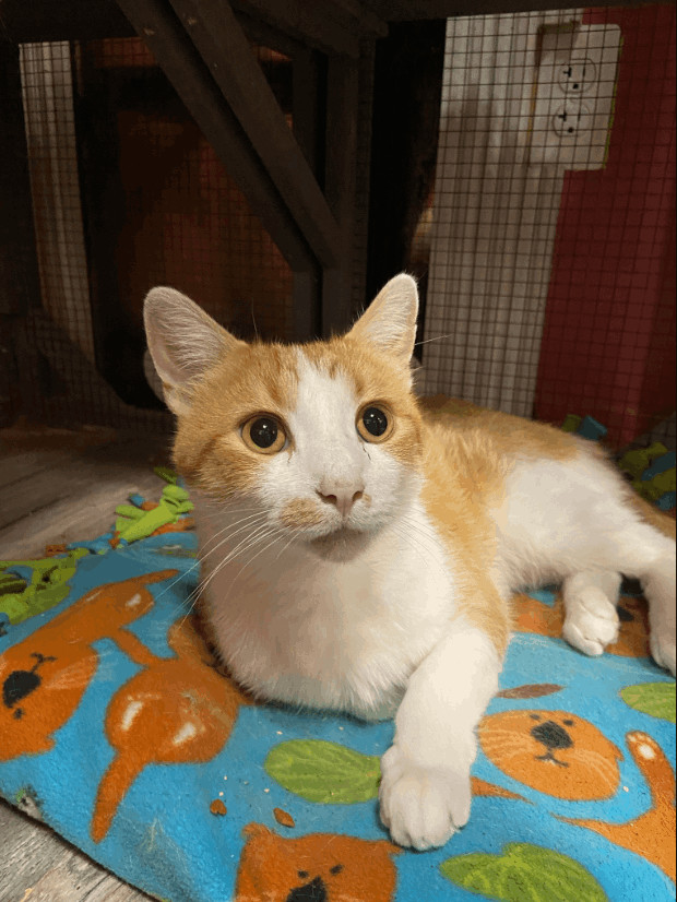 Titus, Young Male Domestic Short Hair