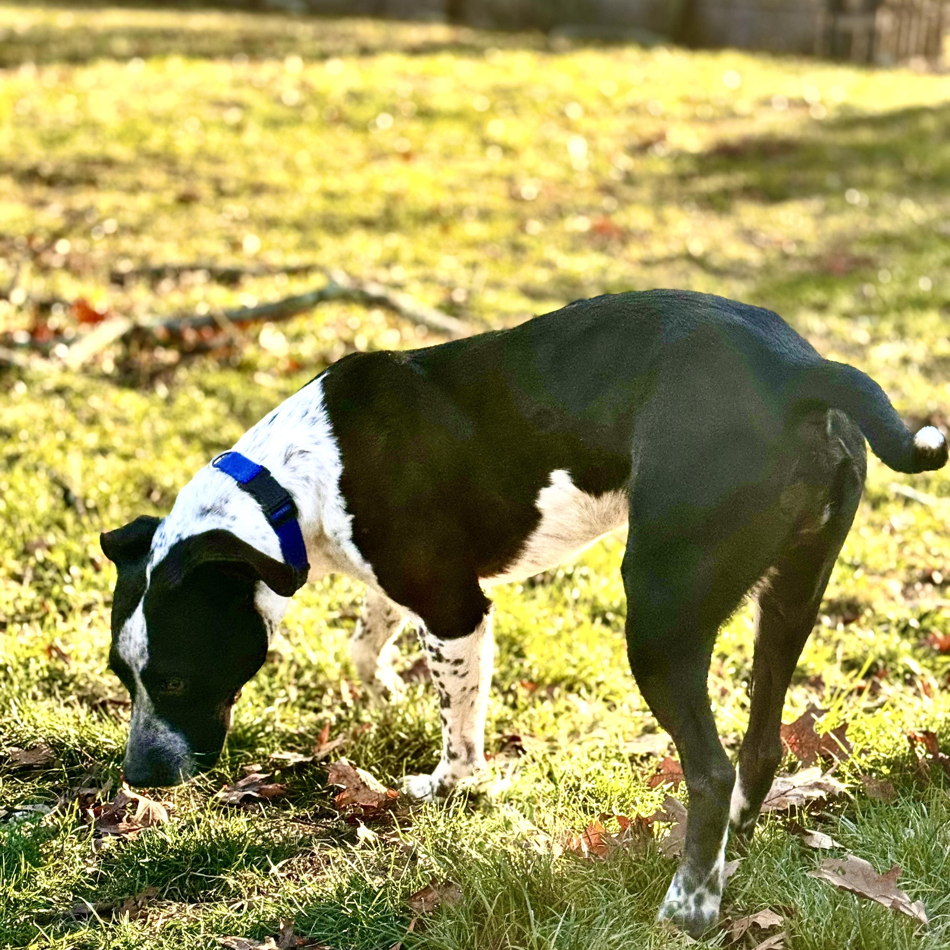 Enlarge Ranger Danger!, a Adoptable mixed breed in Newton, NJ image 2/5